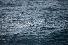 13A Cape Petrel Birds Follow The Quark Expeditions Cruise Ship In The Drake Passage Sailing To Antarctica